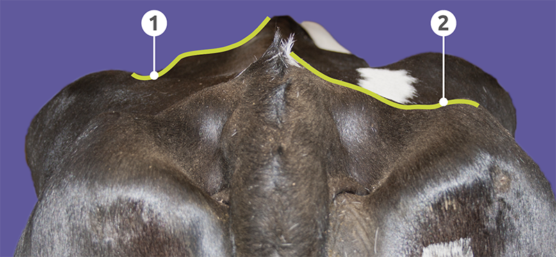 Rear view of a dairy cow highlighting the sacral and tailhead ligaments.